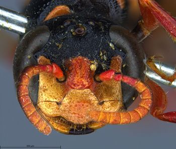 Media type: image;   Entomology 13793 Aspect: head frontal view